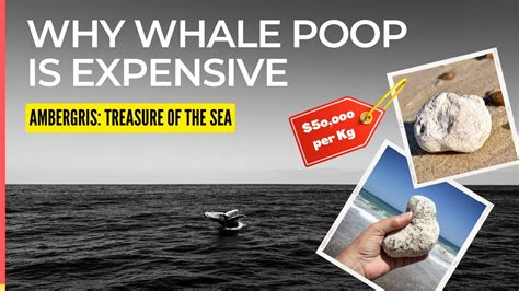 why is whale poop so valuable.